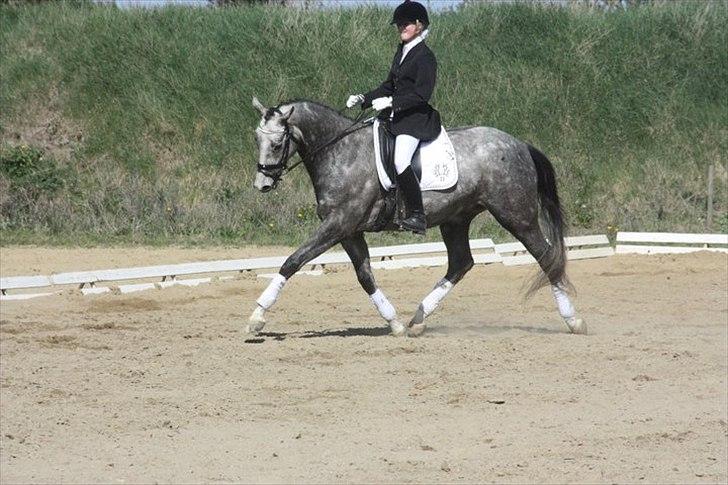 Trakehner Hejduk  - Foto: Frederkke Bach
 billede 8