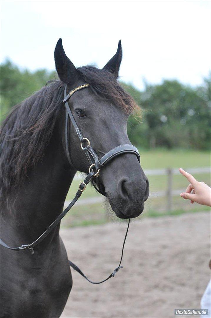 Frieser - Christa (Blackie) - Min smukke, fantastiske og ubeskrivlige hest .. :^) 
Hun er min bedre halvdel ;-)  billede 2