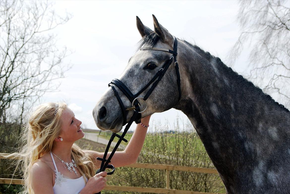 Trakehner Hejduk  billede 17