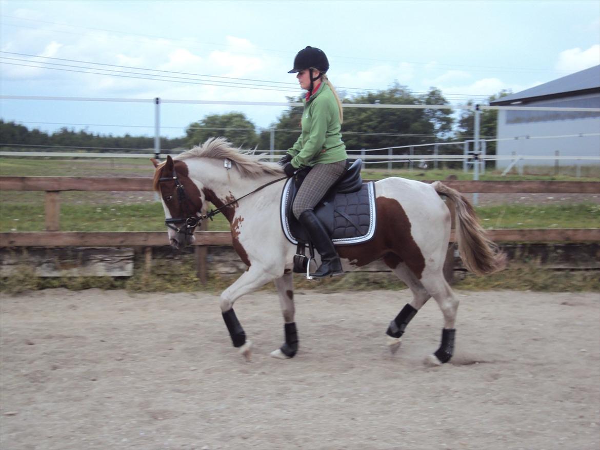 Anden særlig race Chanel - Solgt - d. 30/06-11. Efter 1 års ridning :) billede 6