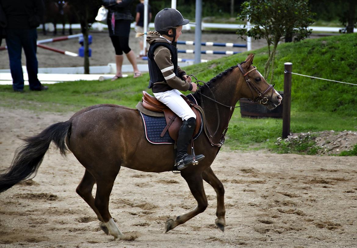 Welsh Pony (sec B) Coldin - Til stævne i Nørre Djurs Rideklub billede 1