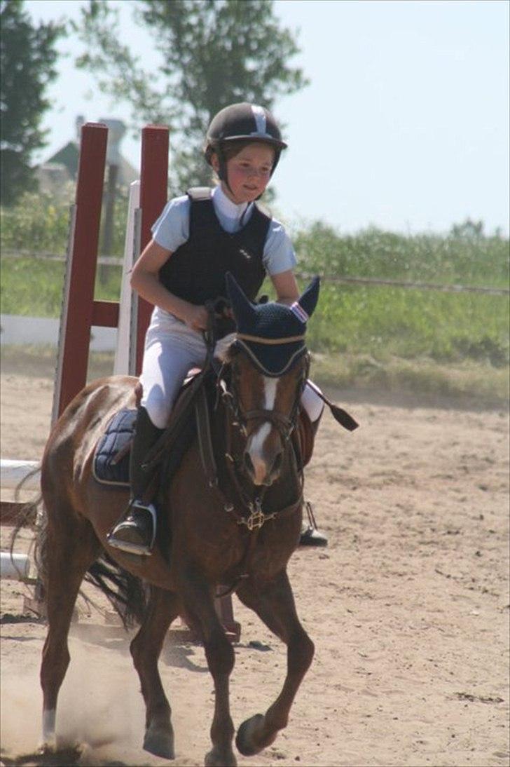 Welsh Pony (sec B) Coldin - KLubstævne i Ørsted juni 2011 billede 3