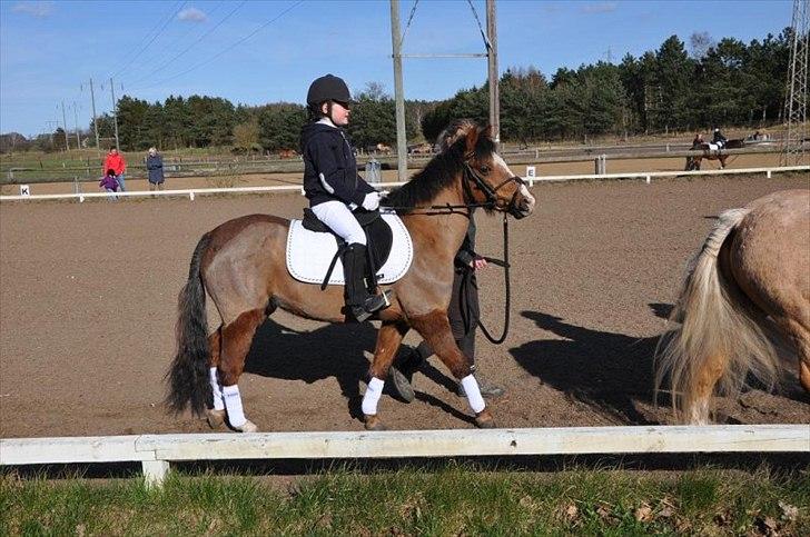 Welsh Pony (sec B) Coldin - Mit første stævne på Coldin i april 2010. Dressur med trækker:-) billede 4