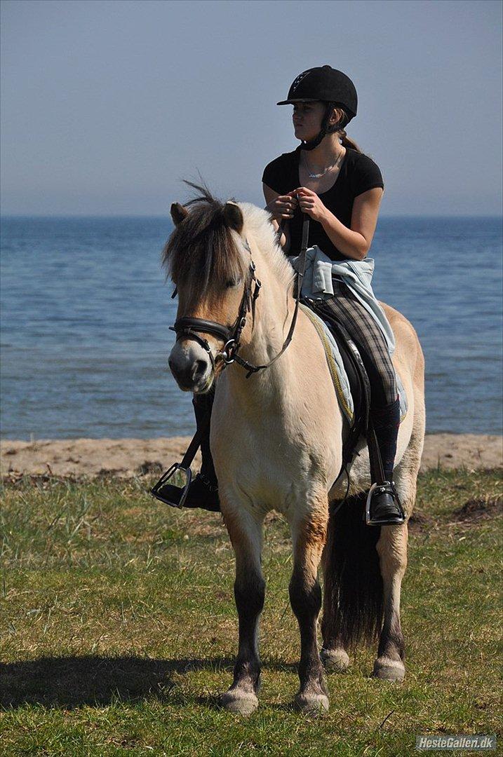Fjordhest Lukas  - Strandtur, en lille søhest :D Foto: Amanda Schubert billede 2