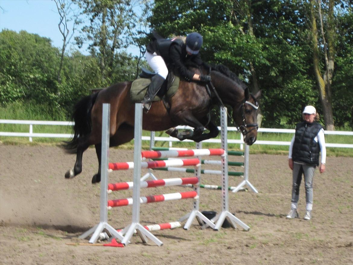 Oldenborg *tequila sunrice* - højdespring 2011, vandt med 120 cm. :-) billede 17