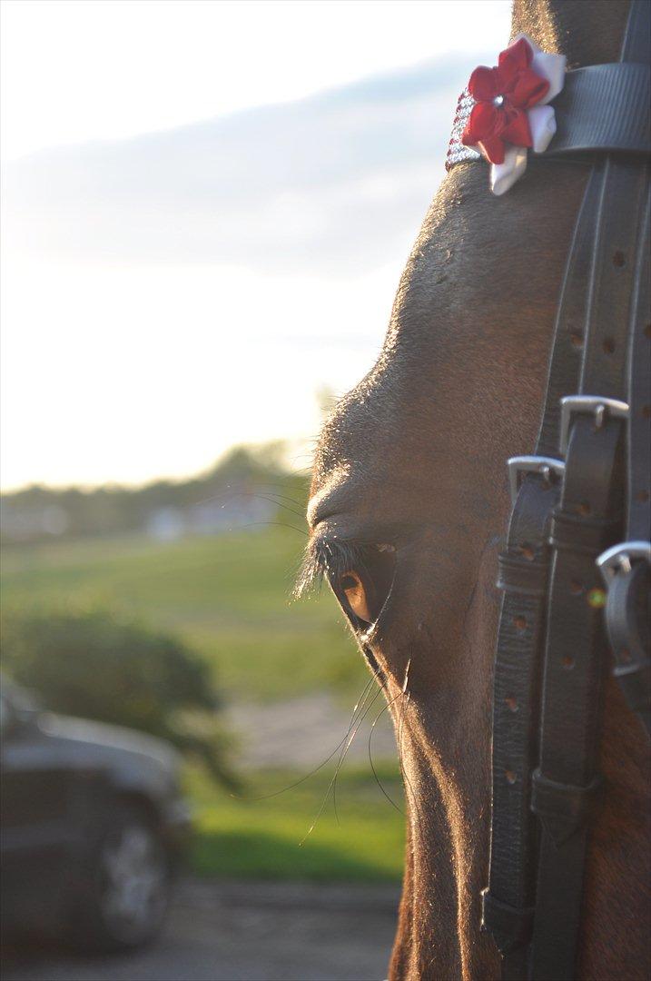 Oldenborg •*•*•Pilevangens Manifique•*•*• - When your horse follows you without being asked, when he rubs his head on yours, and when you look at him and feel a tingle down your spine...you know you are loved billede 18