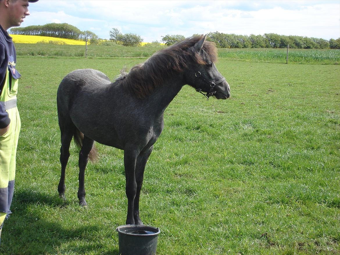 DSP Hibbuhl Sika - Vi har lige fået Sika hjem. kun 1 år gammel billede 2