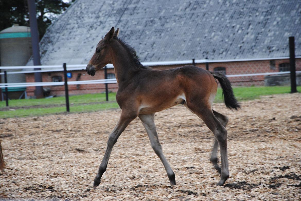 Trakehner Herbstmenuet - Til følbedømmelse 1 mdr. billede 9