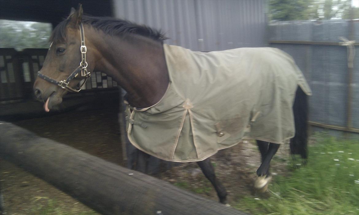 Dansk Varmblod Ganda billede 6