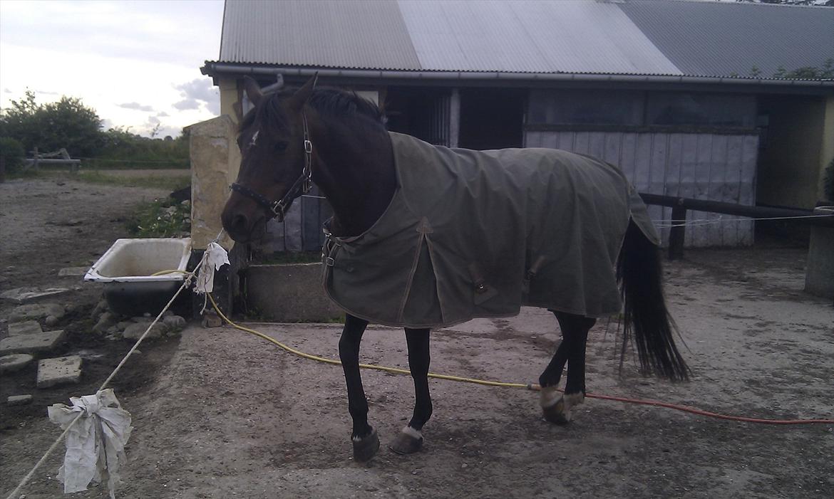 Dansk Varmblod Ganda billede 7