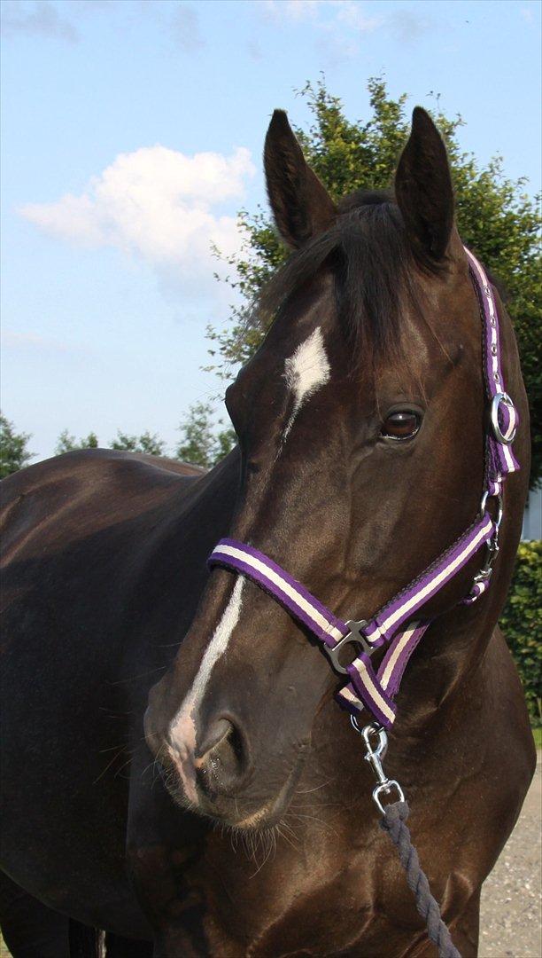 Dansk Varmblod Acacia Hardsyssel - Min smukke Mutte <3 billede 1