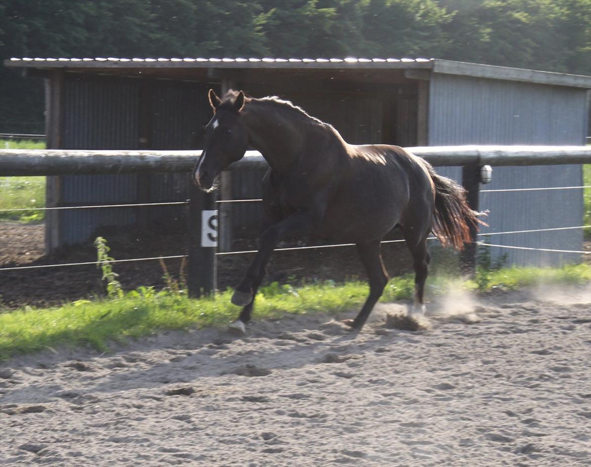 Dansk Varmblod Acacia Hardsyssel billede 2