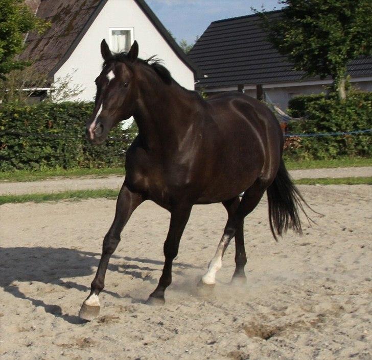 Dansk Varmblod Acacia Hardsyssel billede 3