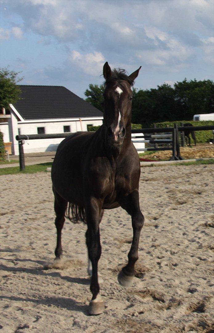 Dansk Varmblod Acacia Hardsyssel billede 4