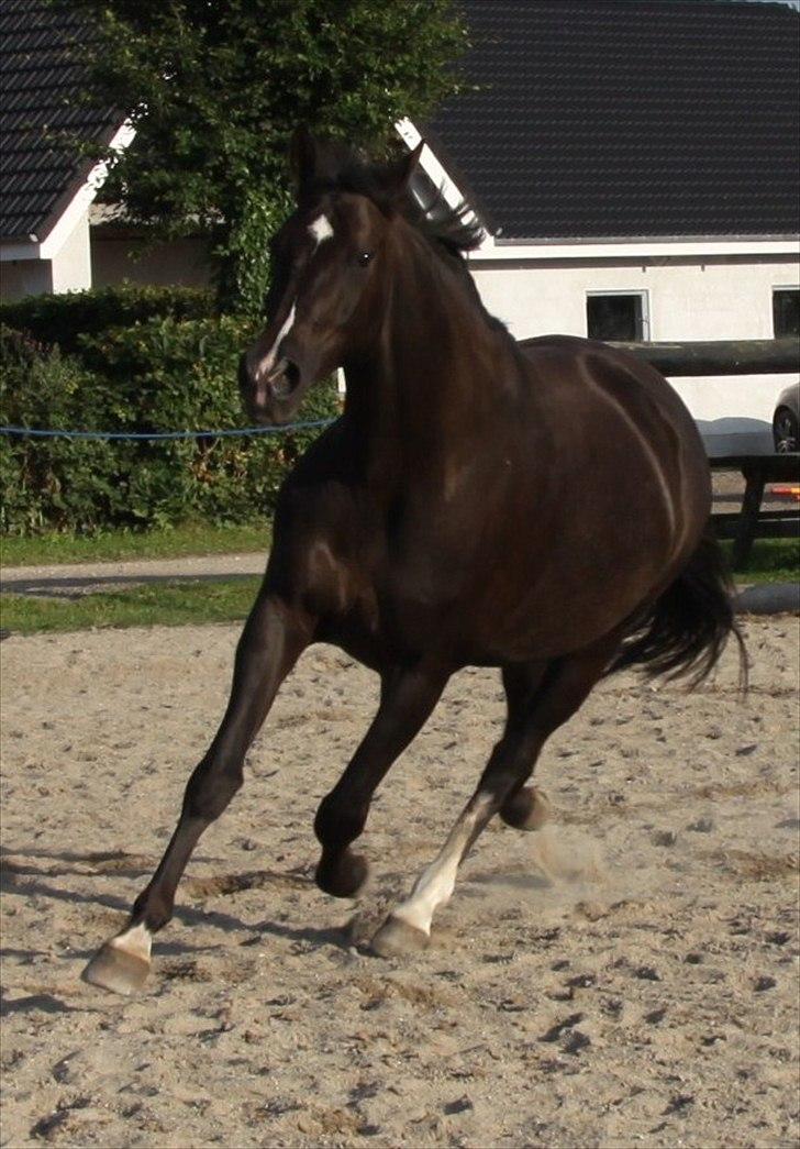 Dansk Varmblod Acacia Hardsyssel billede 5