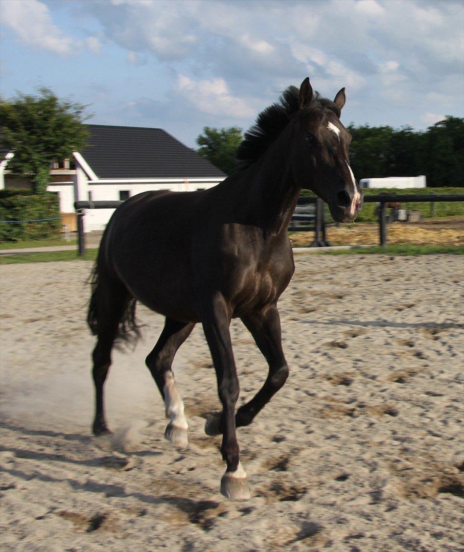 Dansk Varmblod Acacia Hardsyssel billede 6