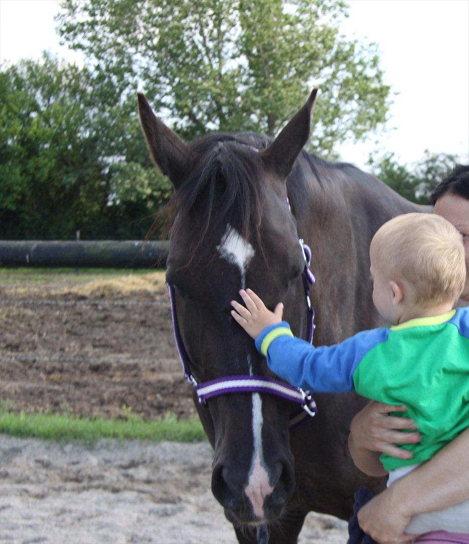 Dansk Varmblod Acacia Hardsyssel - Aae aae billede 7