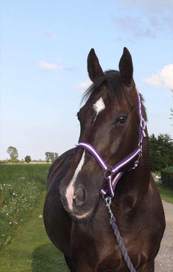 Dansk Varmblod Acacia Hardsyssel billede 8