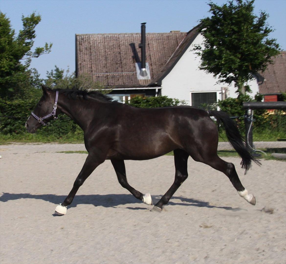 Dansk Varmblod Acacia Hardsyssel billede 9