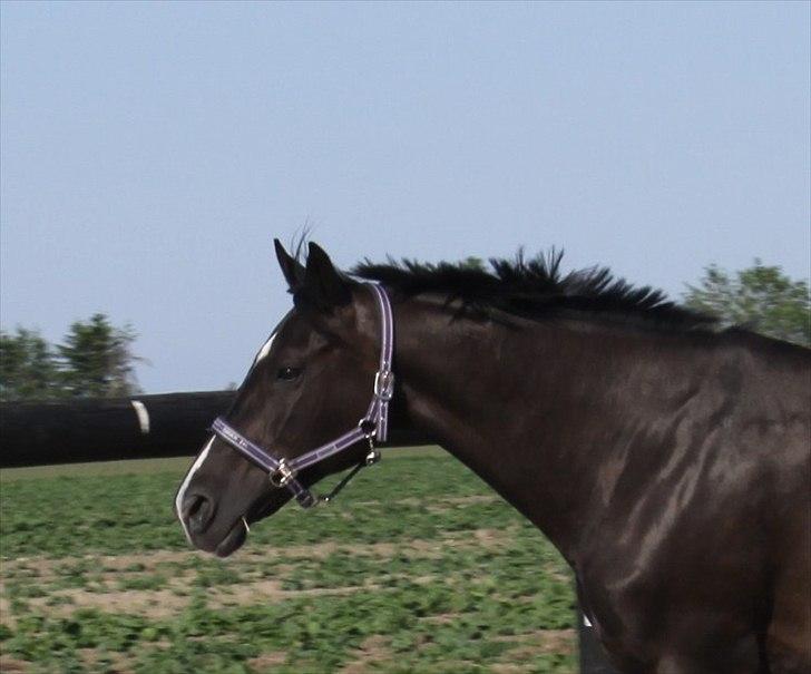 Dansk Varmblod Acacia Hardsyssel billede 10