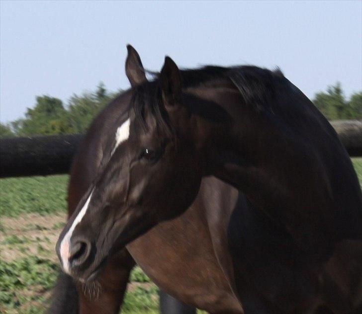 Dansk Varmblod Acacia Hardsyssel billede 11