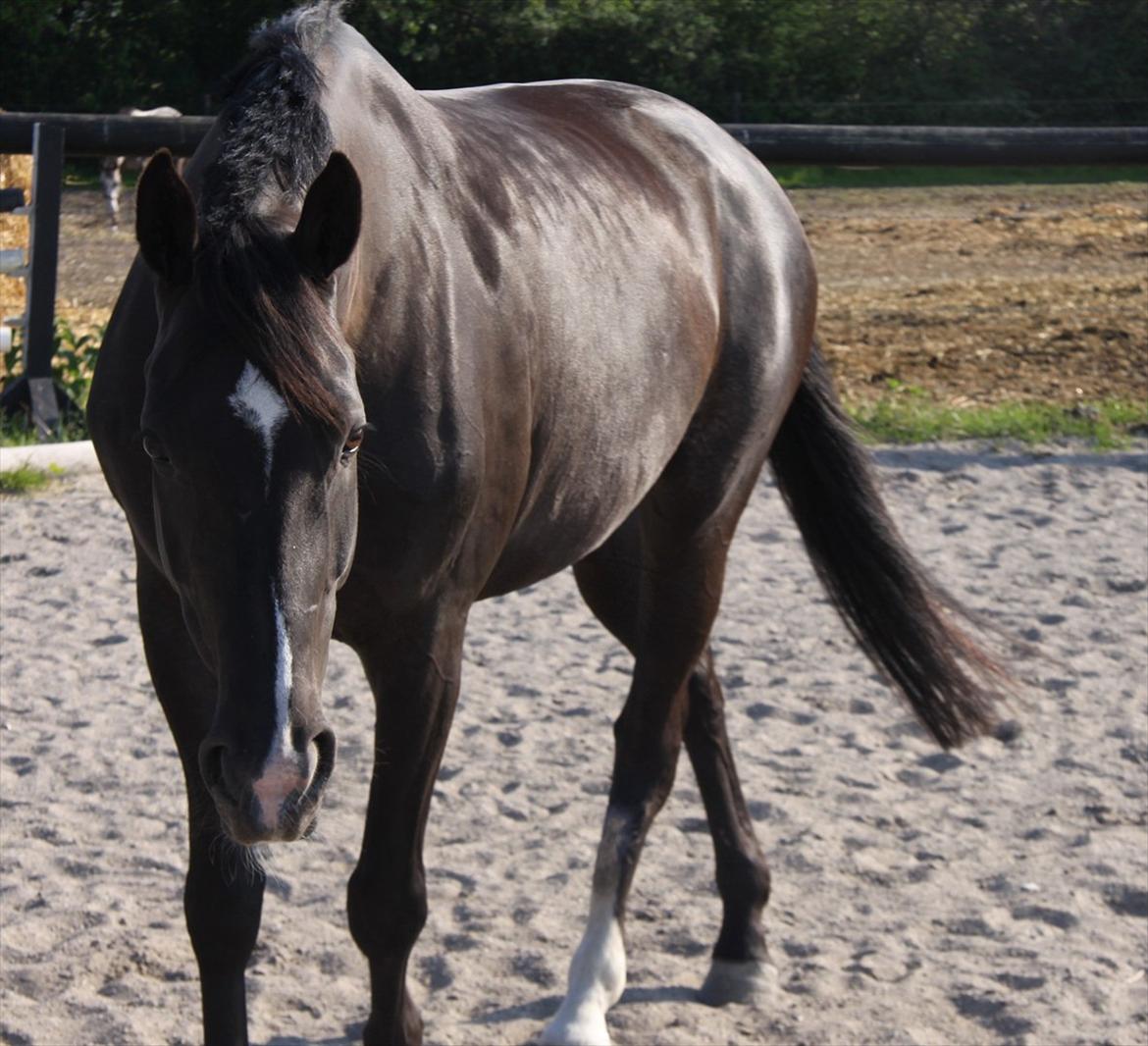 Dansk Varmblod Acacia Hardsyssel billede 12