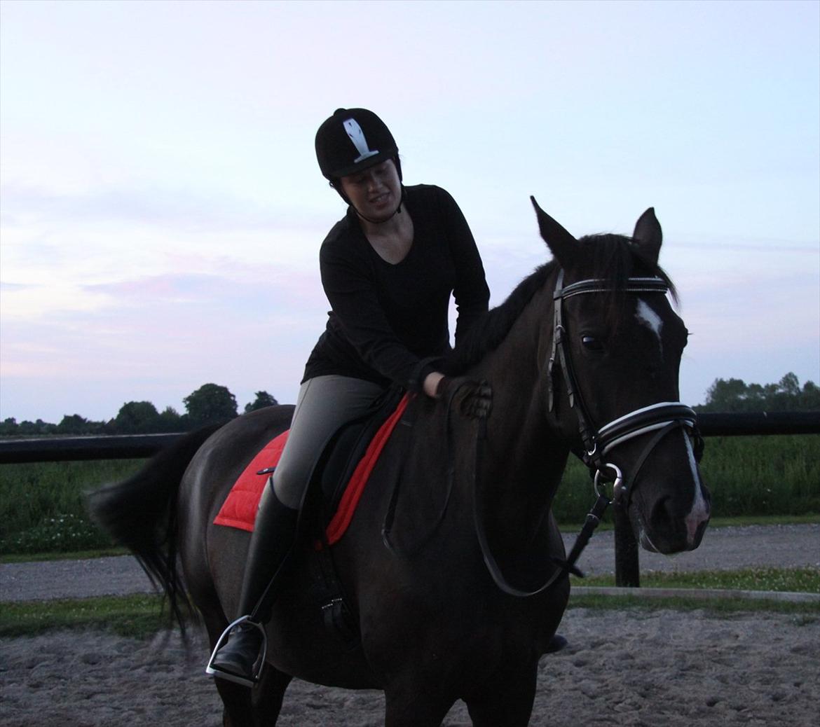 Dansk Varmblod Acacia Hardsyssel - Det var hårdt med en ridetur ;) billede 13