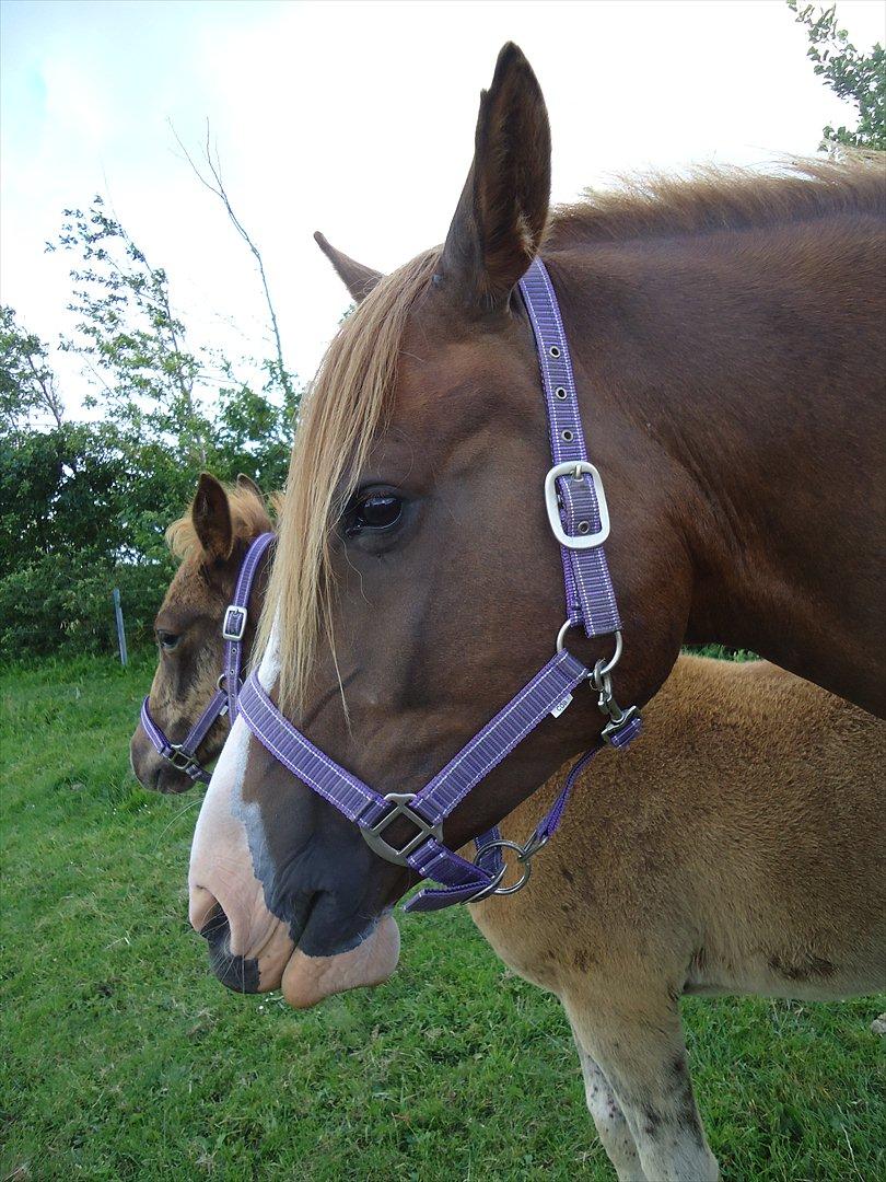 DSP Stormarkgaards Monique [Himmelhest] - Højstrupgaard, juli, 2011. billede 17