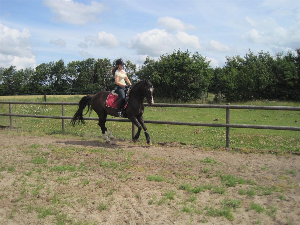 Holstener Jasmin billede 4