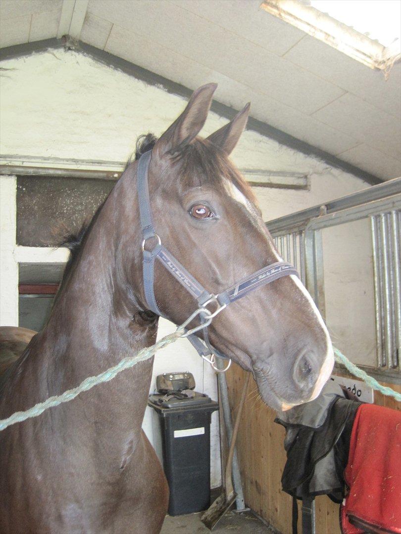 Holstener Jasmin billede 5