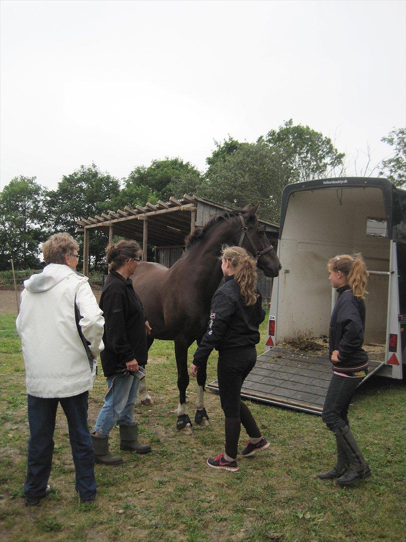 Holstener Jasmin - lige da hun er kommet hjem billede 6