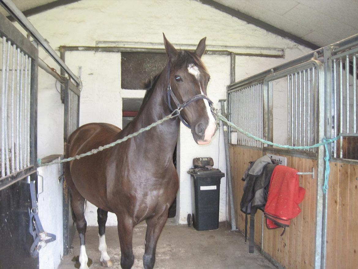 Holstener Jasmin billede 7