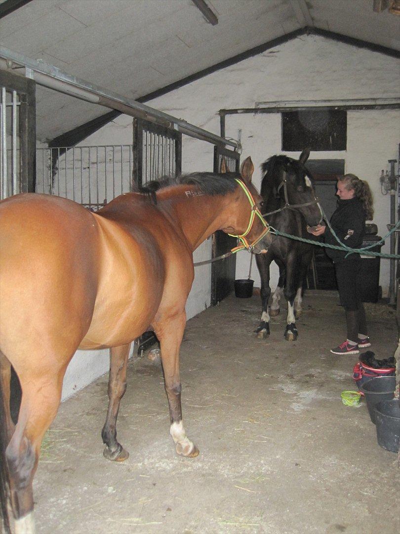 Holstener Jasmin - lige da hun er kommet hjem  billede 8