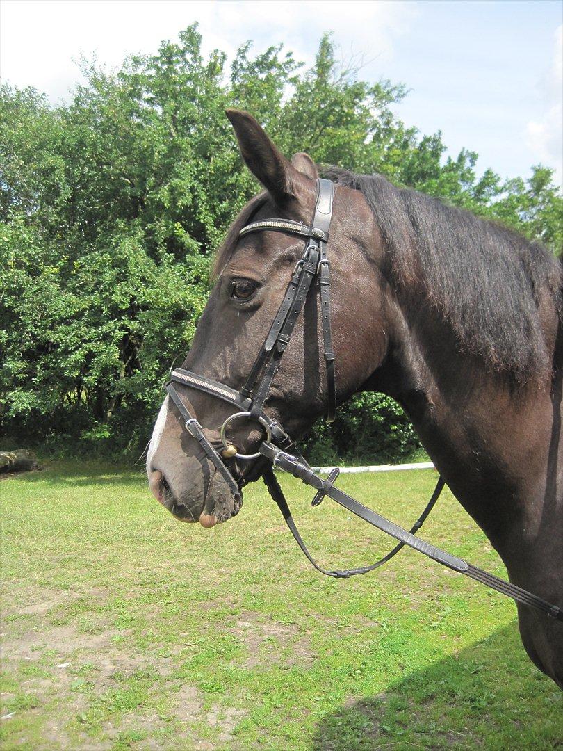 Holstener Jasmin billede 10