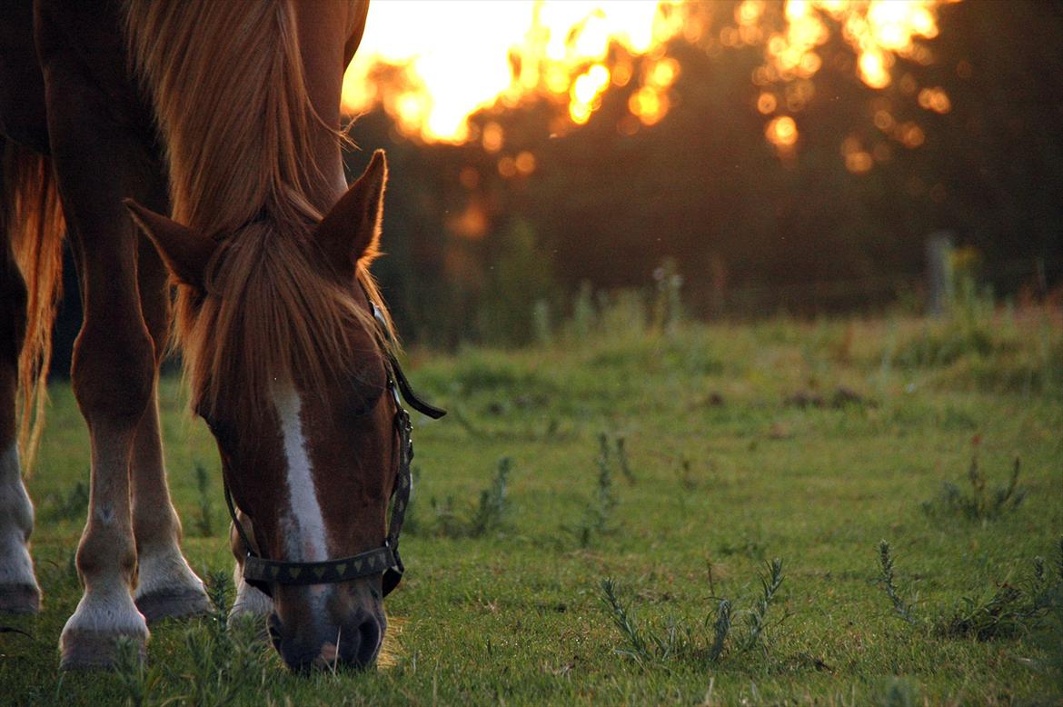 New Forest Magic Skønager | Passer - Delle spiser græs til solen går ned ;-D | Foto: Freia Jensen | MÅ IKKE KOPIERES! billede 15