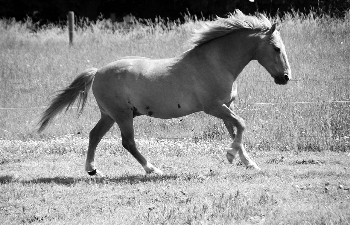 New Forest Magic Skønager | Passer - Delle galopser på folden ;-) | Foto: Freia Jensen | MÅ IKKE KOPIERES! billede 3