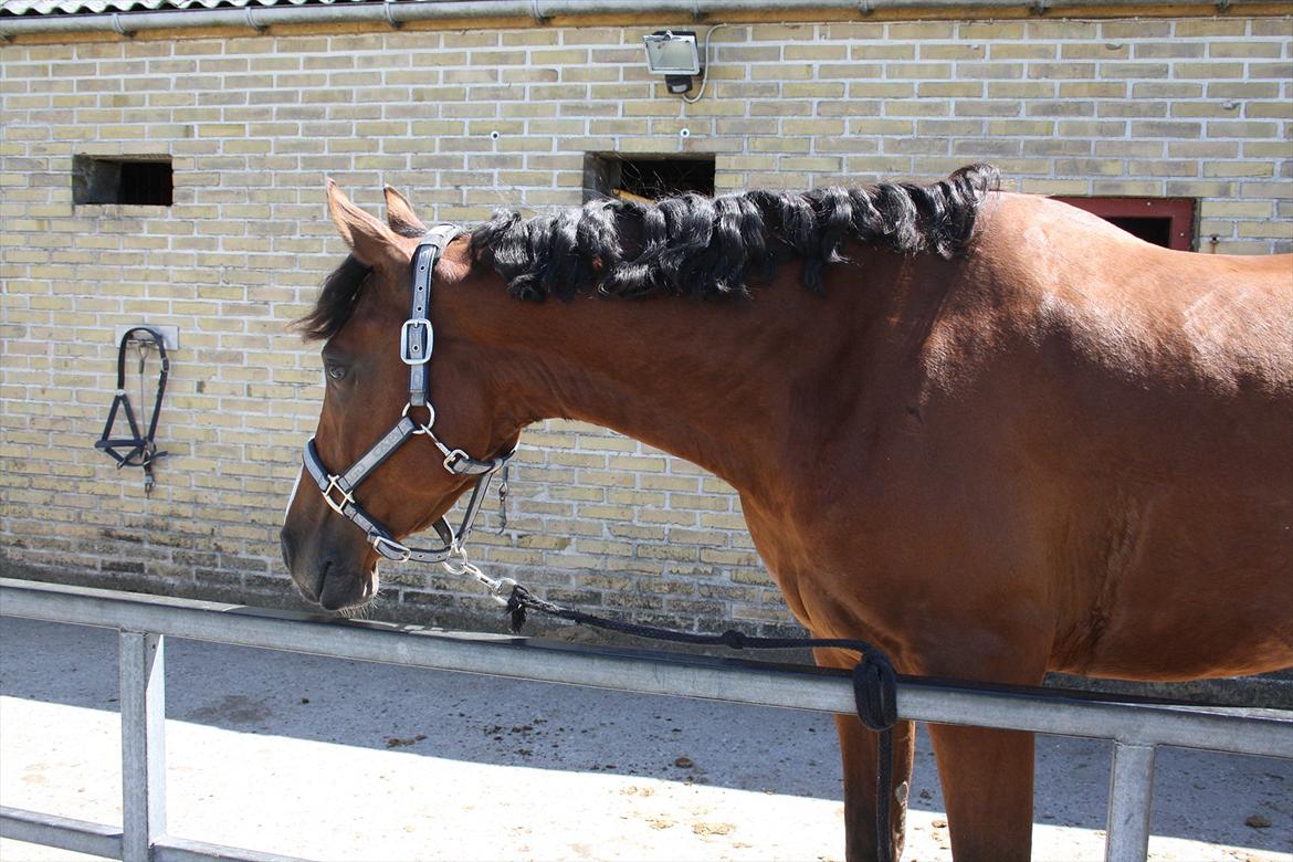 Anden særlig race Søndergårds Cavallie billede 15