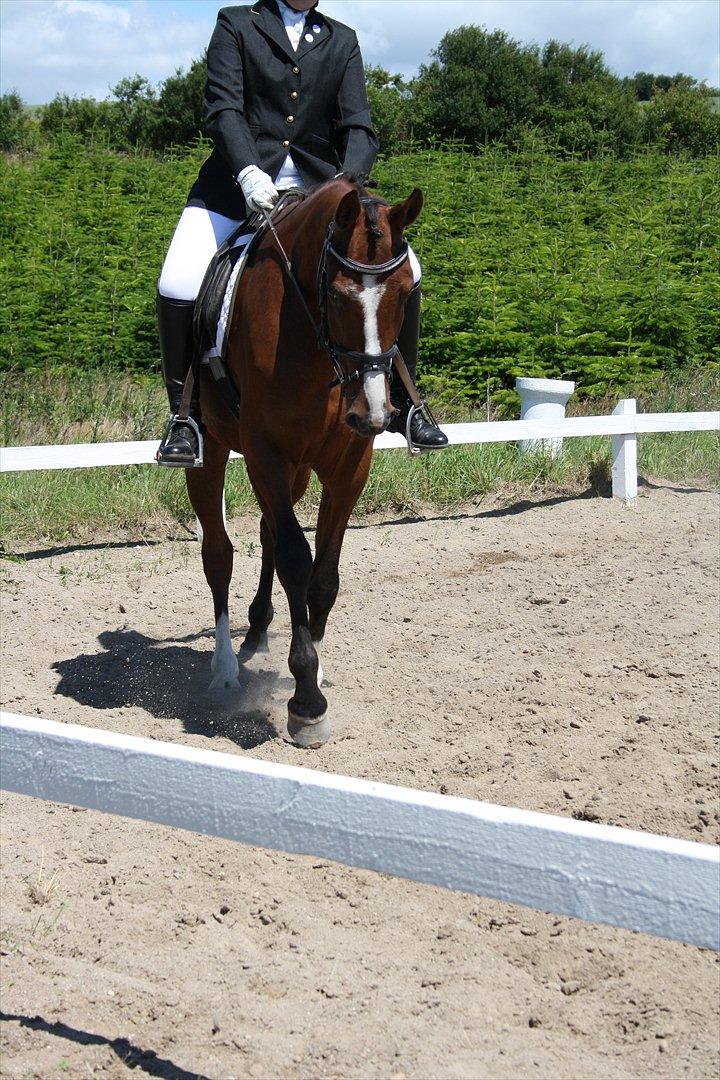 Anden særlig race Søndergårds Cavallie billede 16