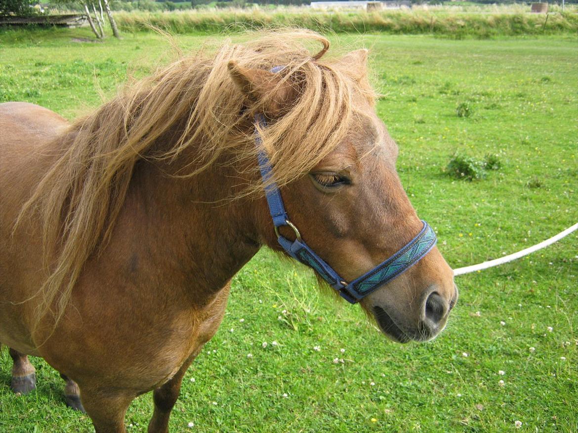 Shetlænder Tøsen - jeg vil longeres billede 4