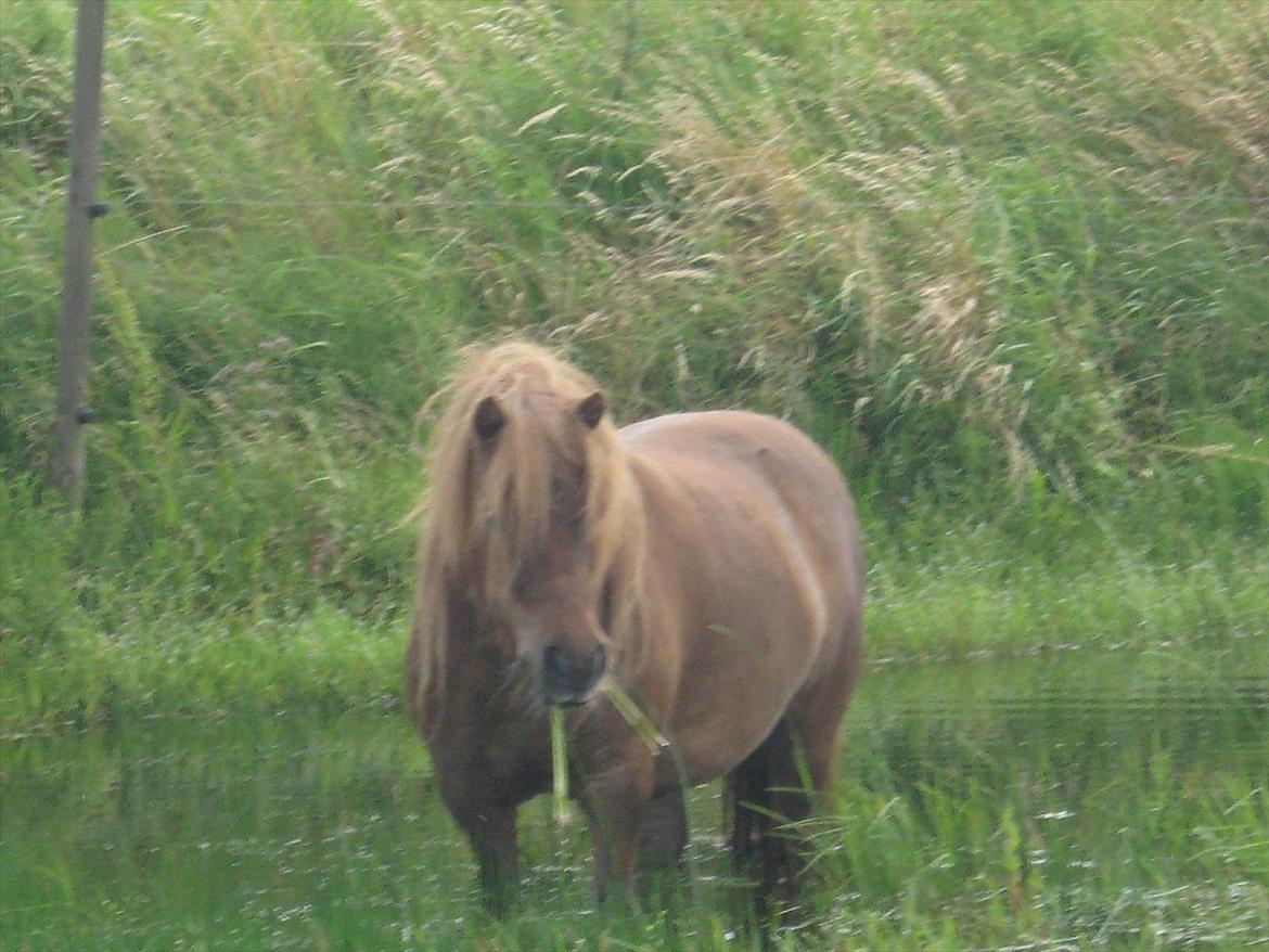Shetlænder Tøsen - se lækker plante  billede 5