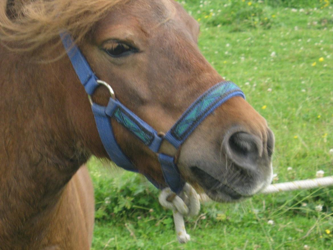 Shetlænder Tøsen - jeg er træt billede 6