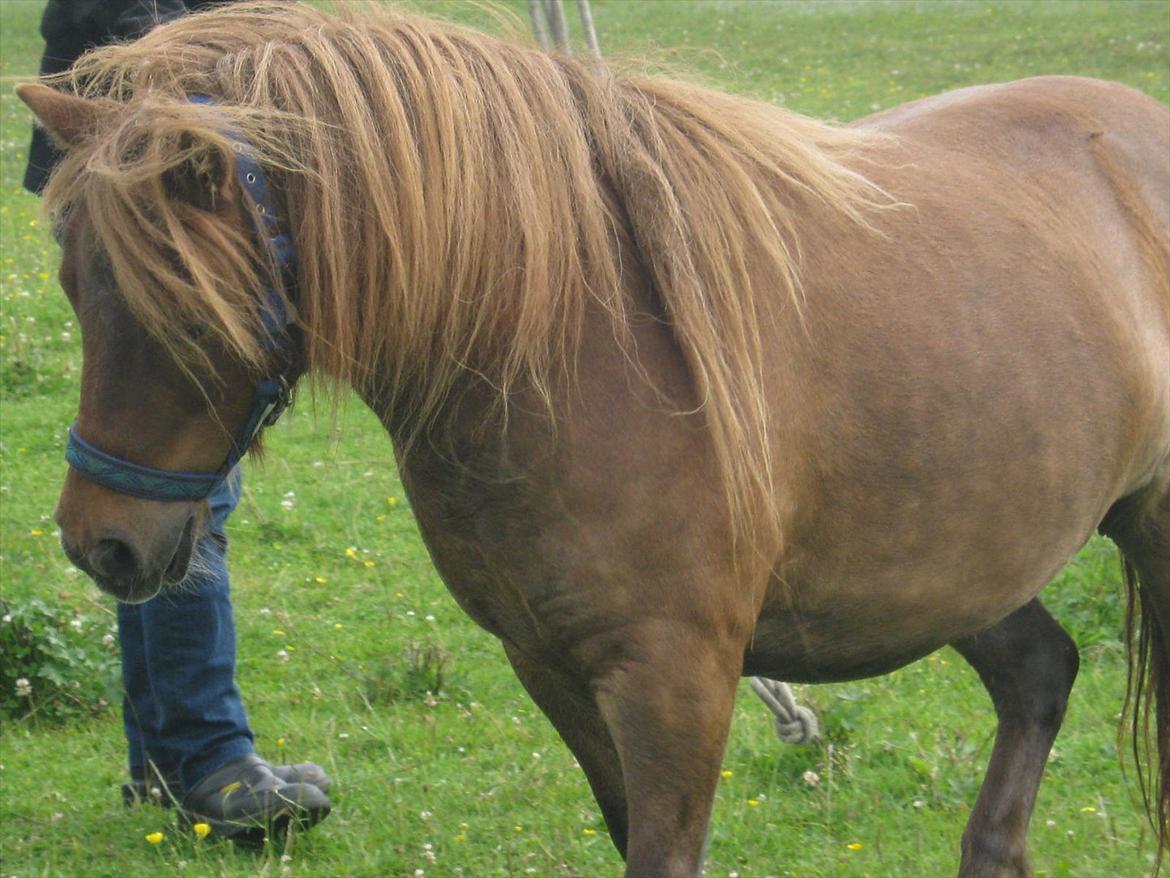 Shetlænder Tøsen - se er jeg ikke smuk billede 8