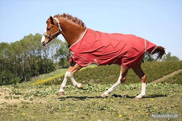Anden særlig race Cascais O`shar  A-pony  <3 - Fuld fart på folden :) billede 20