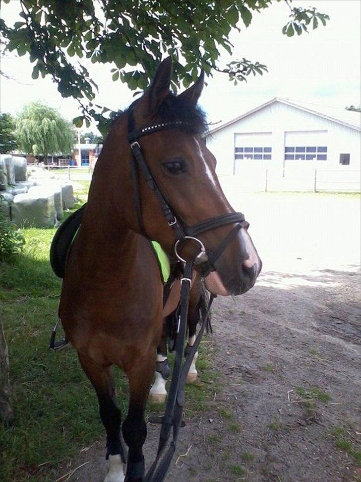 New Forest Lundgaards Bourbon billede 7
