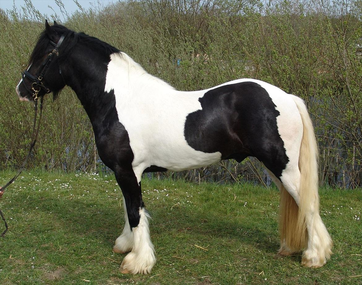 Irish Cob Robin Ó Reily   <<SOLGT>> billede 1