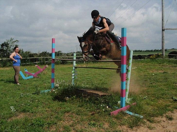 Welsh Pony af Cob-type (sec C) Basse  - dressur rytter- og pony der kan springe 117, så går det hele sku godt!:) billede 1