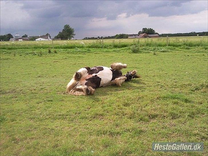 Irish Cob Robin Ó Reily   <<SOLGT>> billede 11