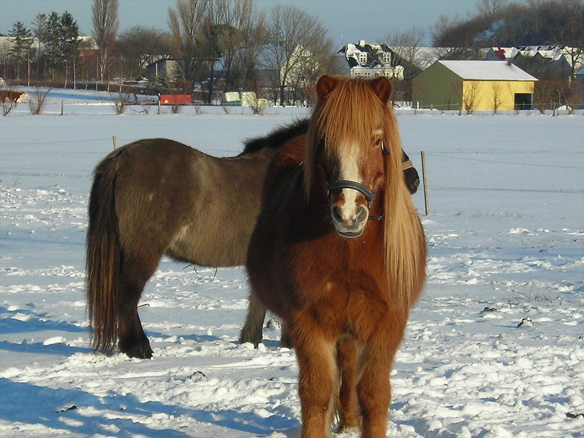 Islænder Blossi fra Ponygården - VinterBlossi med dejlig tyk pels :) billede 2