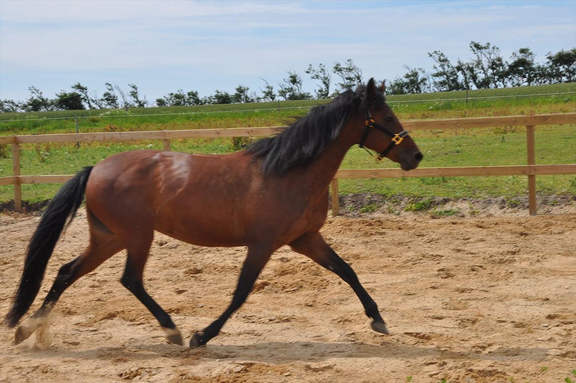 Anden særlig race Beauty ( Eneren! ) billede 15