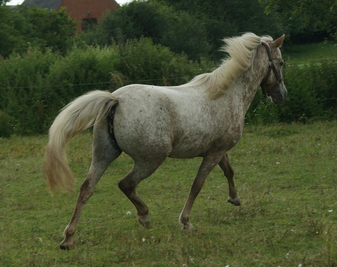 Anden særlig race Freya  >>Solgt! << - Din trav altså! :-D MUMS! billede 8